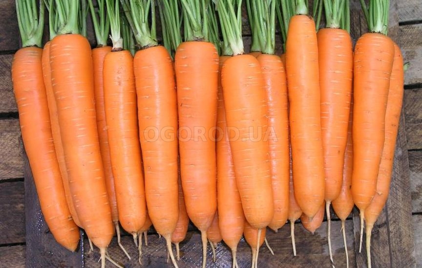 Морковь нуждается в защите от целого комплекса заболеваний