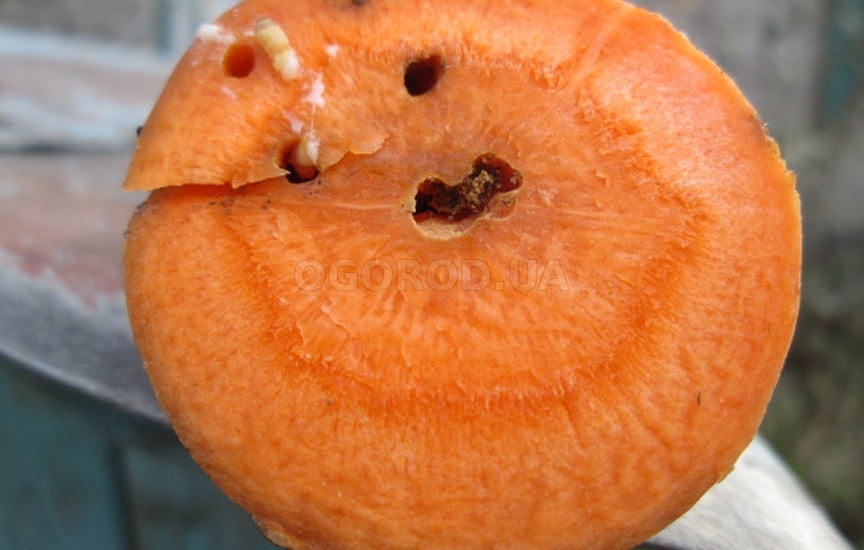 Какой вред наносят морковные мухи?