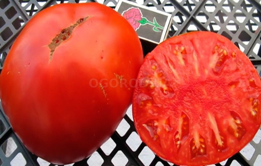 Вкусовые качества томата отменные