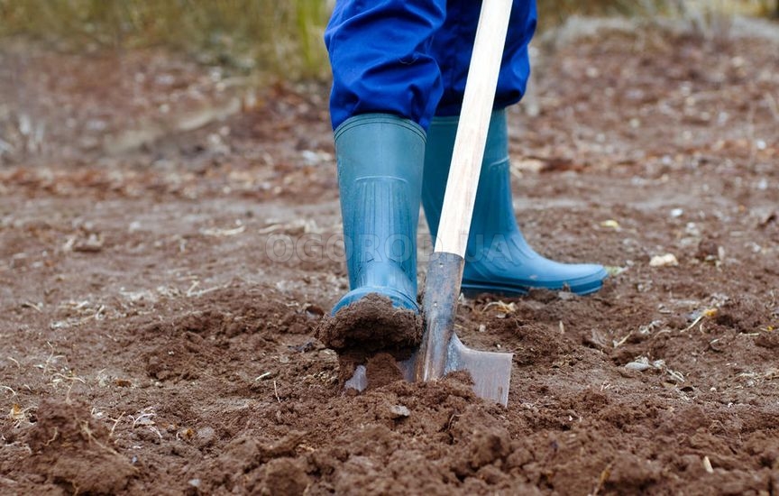 Как принято копать землю под грядки