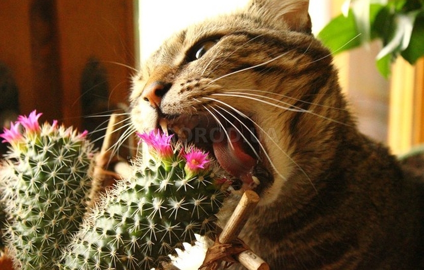 Использование растений, которые кошки не выносят