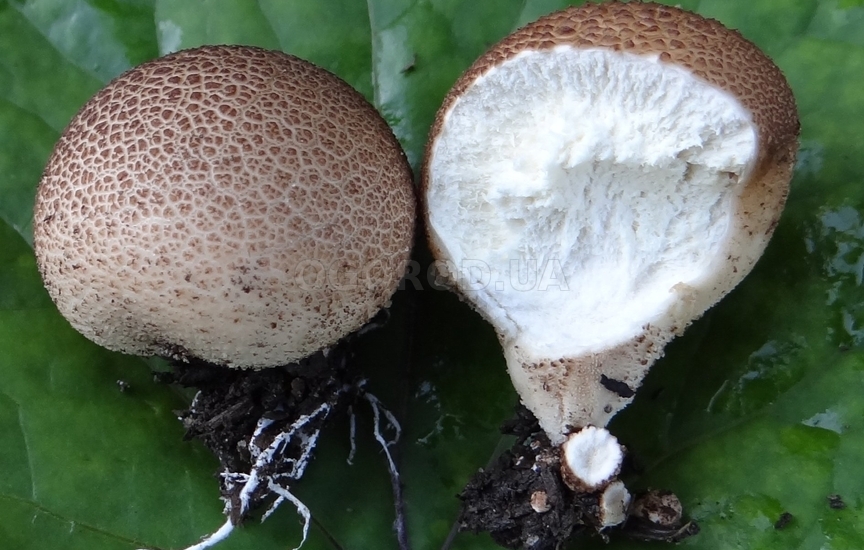 Целительные свойства гриба дождевика