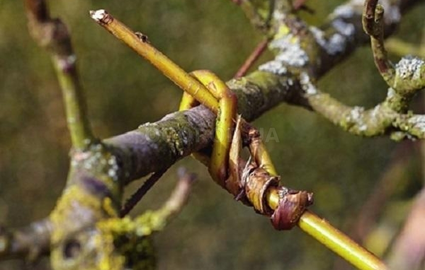 Ивовые прутья — натуральный обвязочный материал