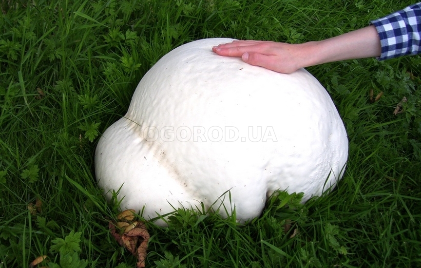 Особенно интересен гриб дождевик гигантский