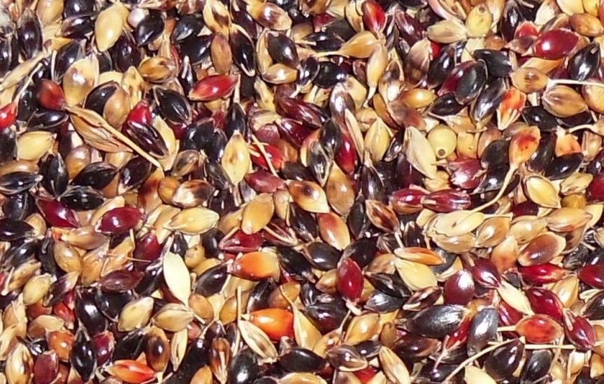 Зерно издавна используют как ценный и питательный пищевой продукт