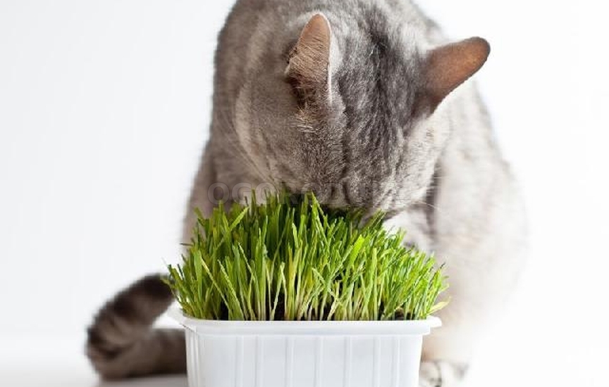 Добавьте в коллекцию растения специально для кошек