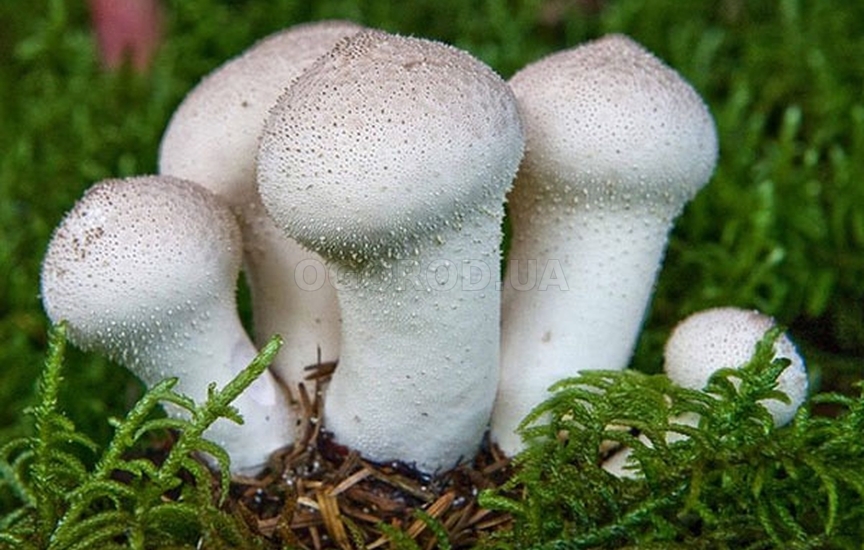 Вкусный и полезный гриб дождевик
