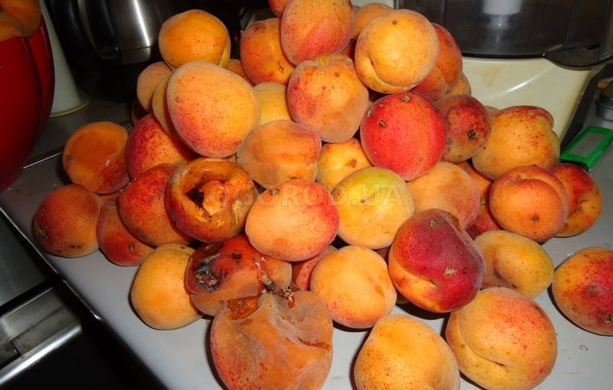 Плоды абрикоса пораженные монилиозом