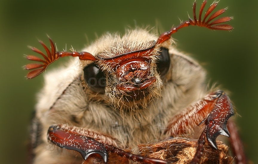 Уровень опасности майского жука