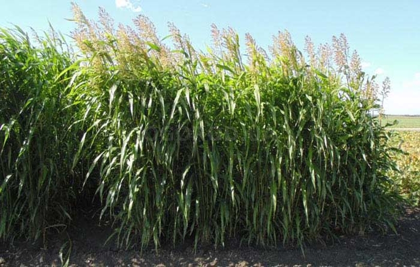 Суданская трава хорошо отрастает после скашивания