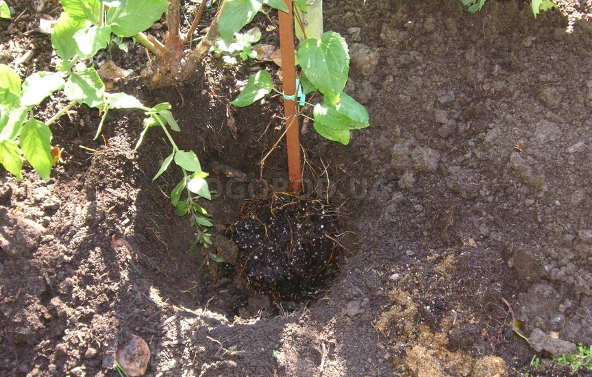 Для посадки нужно выкопать яму глубиной и диаметром около 60 см.