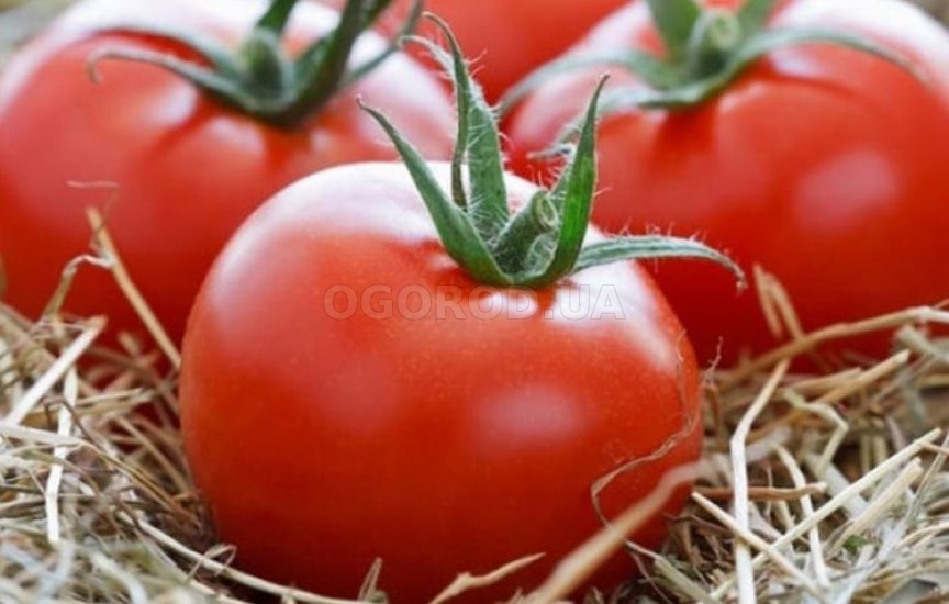 Томат Король крупных: описание сорта помидоров, характеристики, выращивание и болезни - отзывы