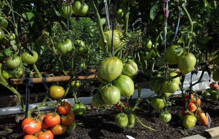 Выращивание помидоров по Маслову исключает пасынкование растения
