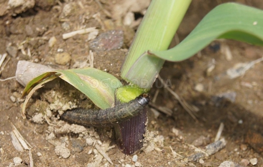 Гусеницы совки повреждают стебли на уровне почвы
