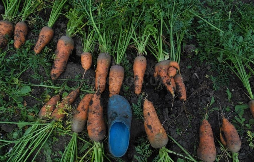 Морковка на не вскопанных грядках