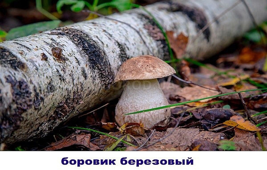 Знакомимся со съедобными грибами