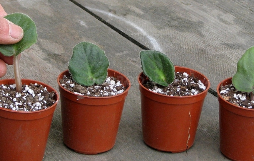 Агроперлит для комнатных растений