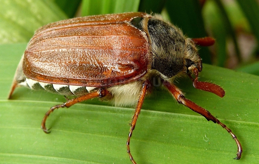 Хрущ или майский жук – двойной вредитель
