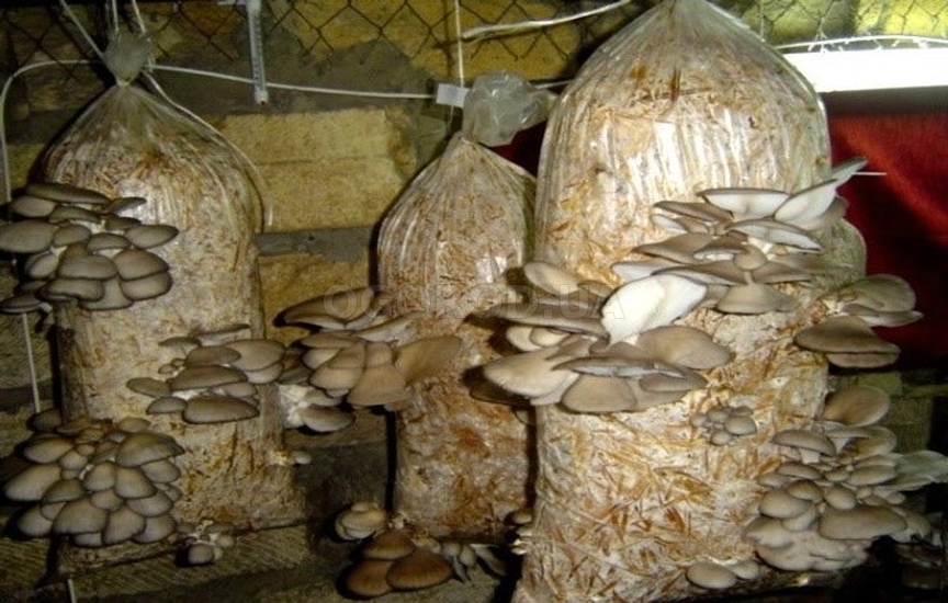 Знакомимся со съедобными грибами