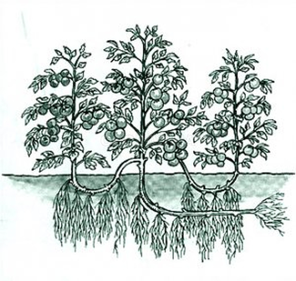 Схема выращивания томатов в 3 стебля по методу И.М. Маслова