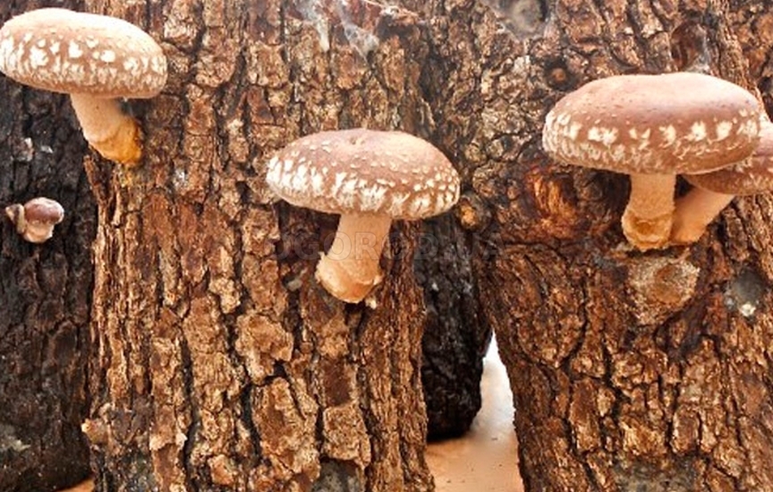 Шиитаке — древесный пластинчатый гриб