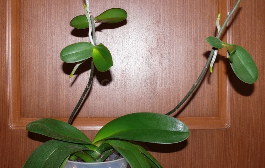 Подготовка к отсадке детки орхидеи
