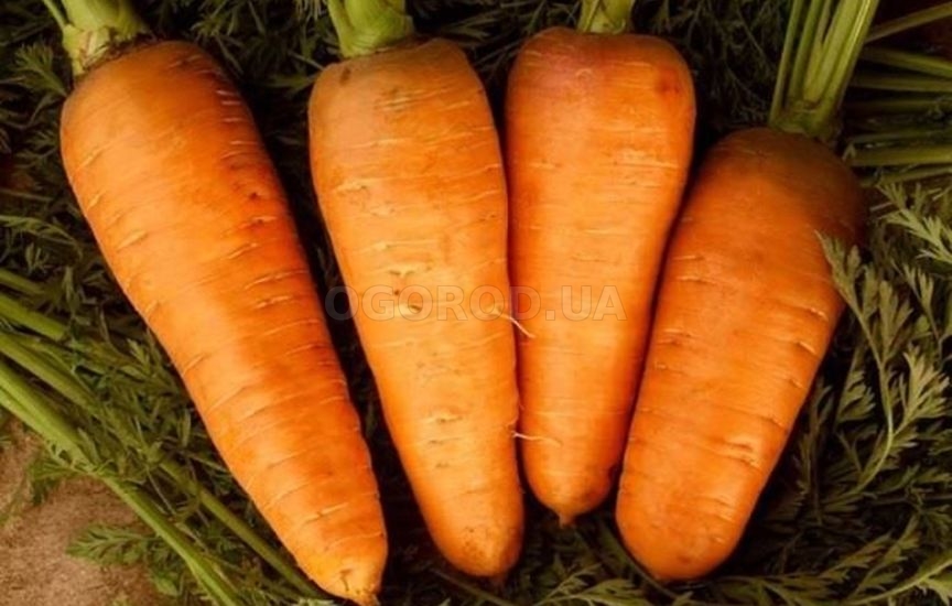 Морковь сортотипа 