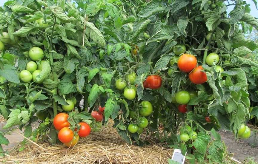 Характеристика томатов сорта «Яблонька России»