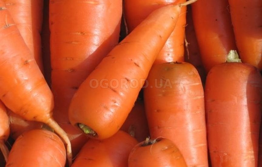 Отзывы о моркови