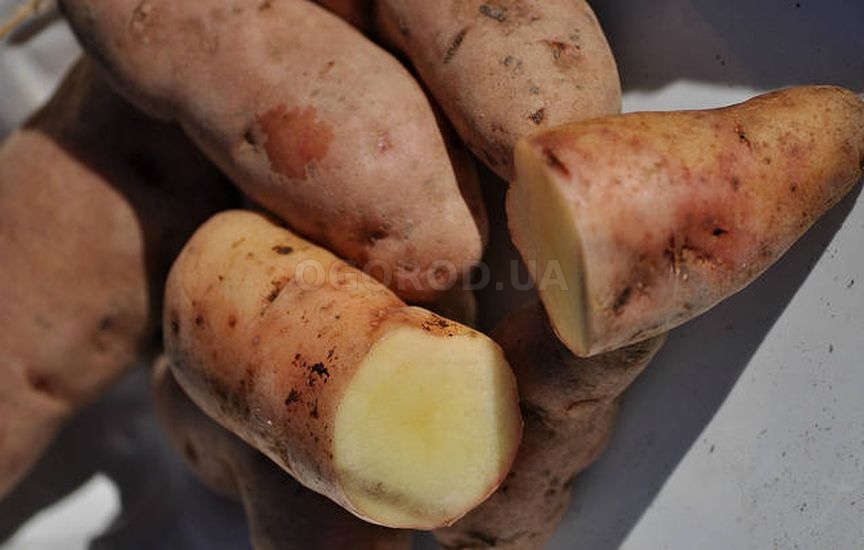 Картофельные ловушки от колорадского жука
