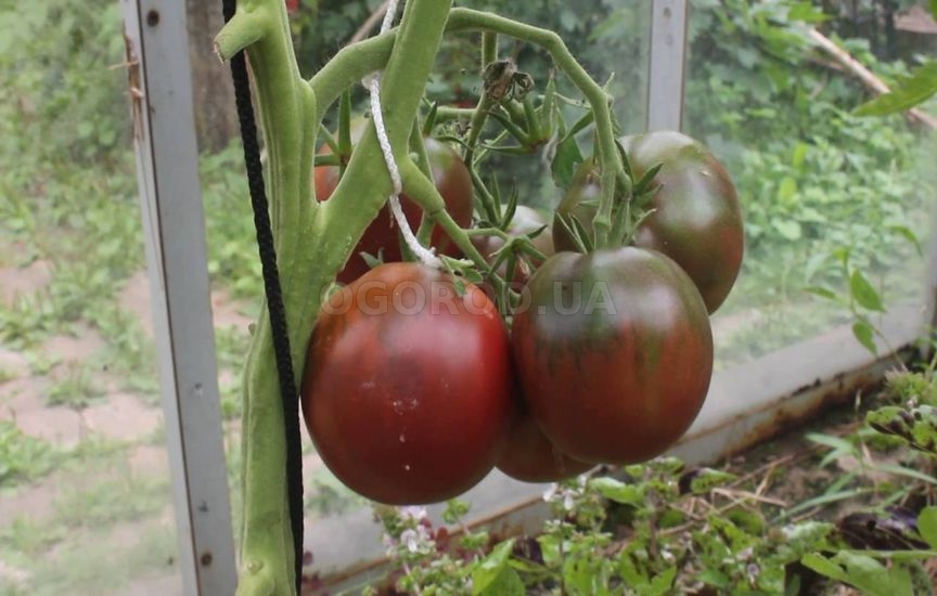 Черноплодные томаты «Черный принц»