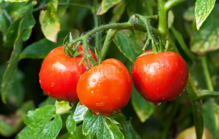 Характеристика томатов сорта «Яблонька России»