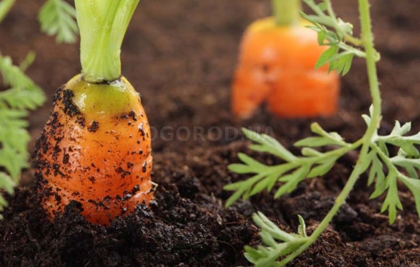 Особенности агротехники моркови Каротель