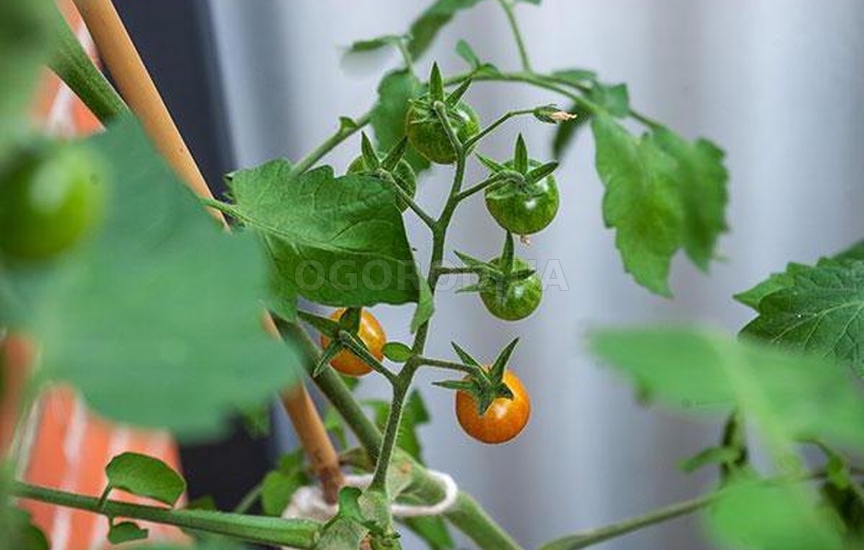 Подкормка томатов во время плодоношения