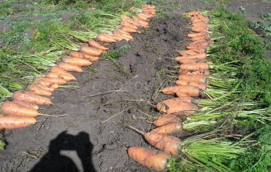 Среднеспелая морковь сортотипа Шантане