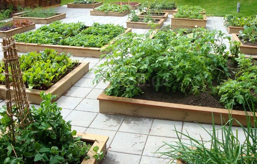 Выращивание овощей и цветов на собственном огороде