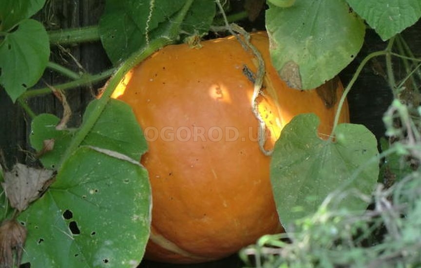 Агротехника тыквы