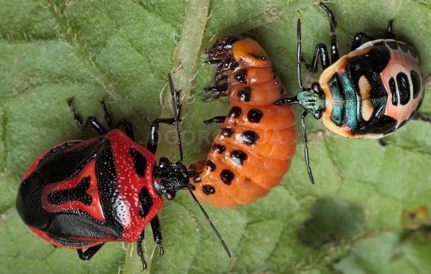 Использование естественных врагов колорадского жука