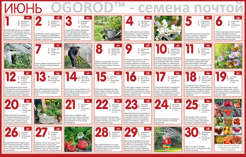 Огородный календарь на июнь 2018