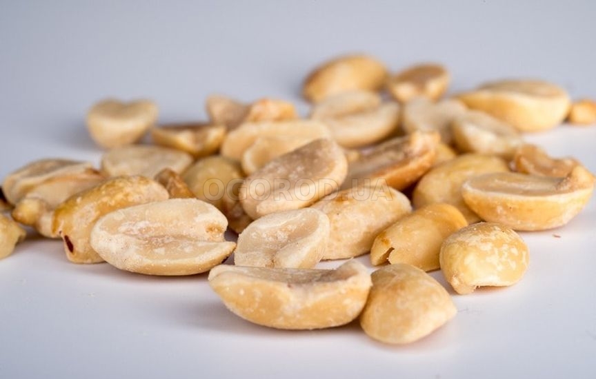 Польза арахиса для здоровья мужчин и женщин