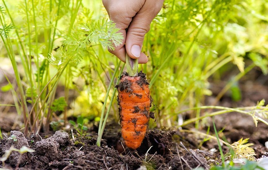 Есть несколько признаков того, что морковь можно убирать