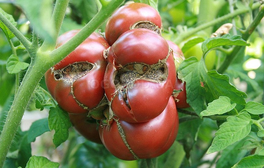 Из махровых цветков вырастают крупные уродливые помидоры