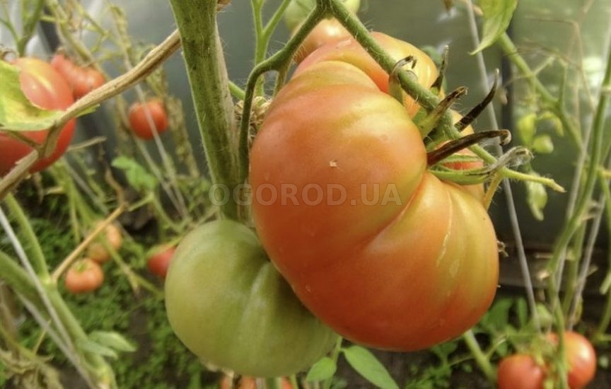 «Зимаревский великан» относится к индетерминантным сортам помидоров