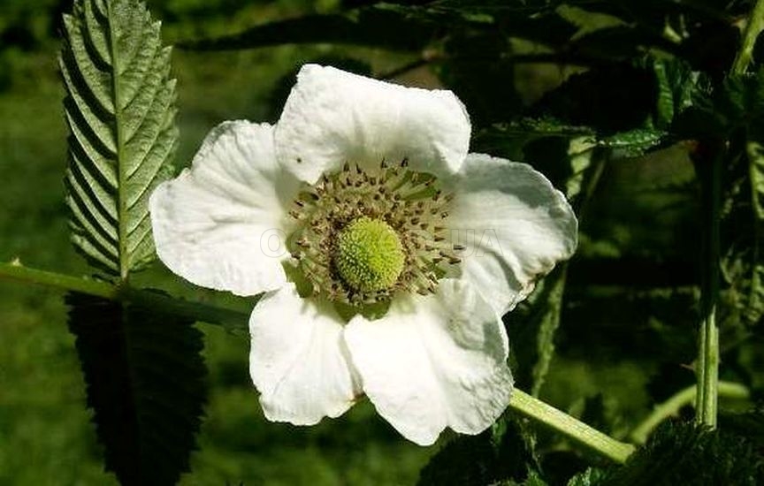 Цветки довольно крупные, пятилепестные, 2,5-4 см диаметром, белые