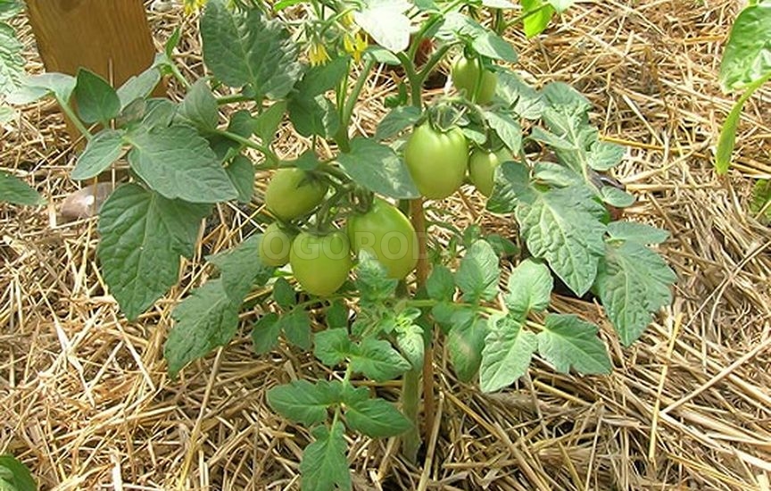 Почва вокруг томатов должна быть замульчирована