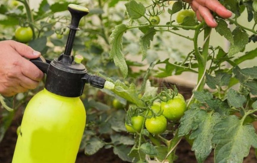 Хлористий кальцій для помідорів: вплив на ріст і врожайність