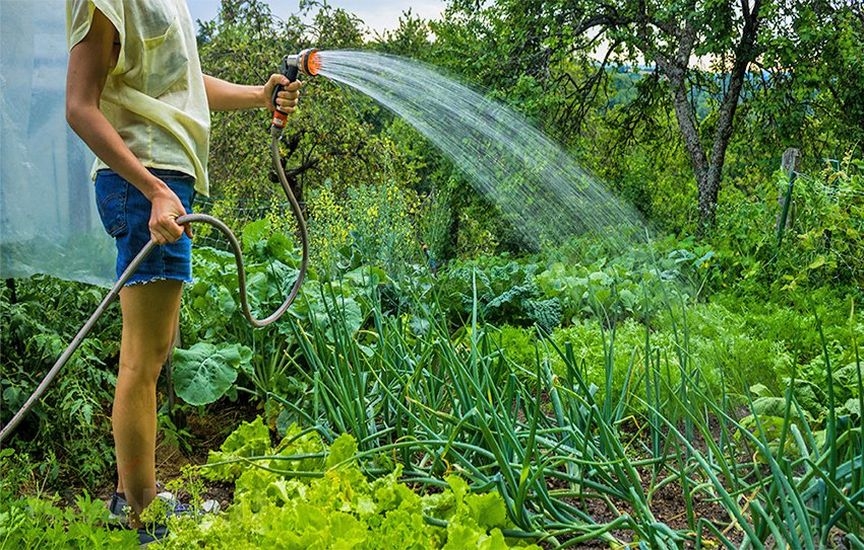 Как поливать овощи в жару и не только
