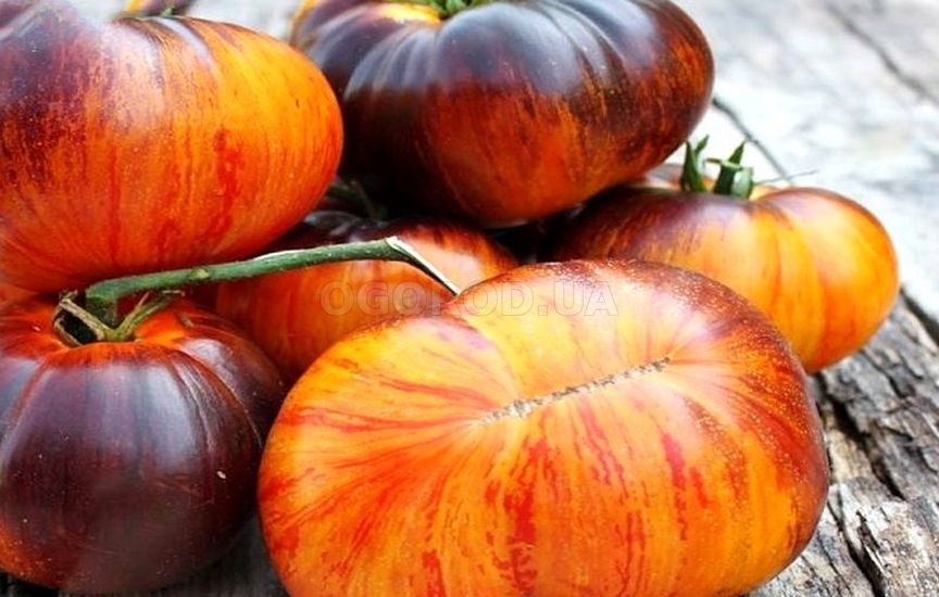 Лучшие сорта черноплодных томатов: посадка и уход