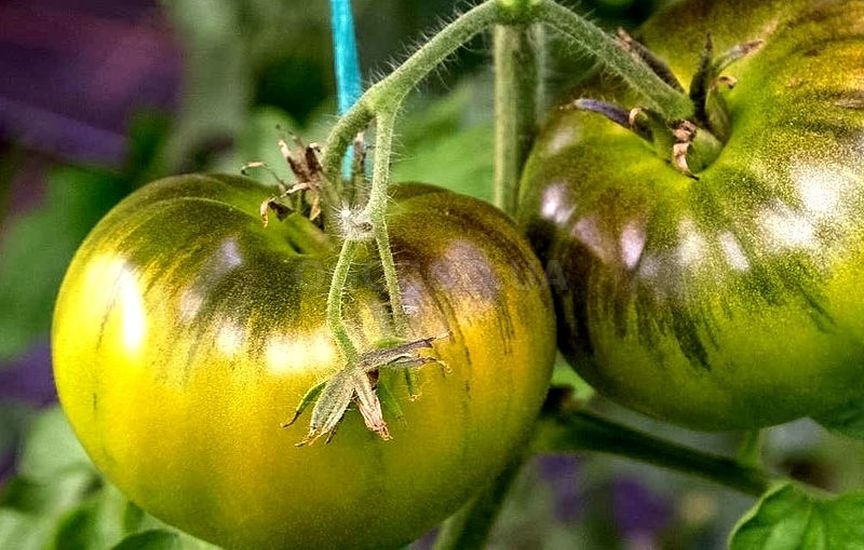 Самые востребованные и вкусные сорта зеленых томатов