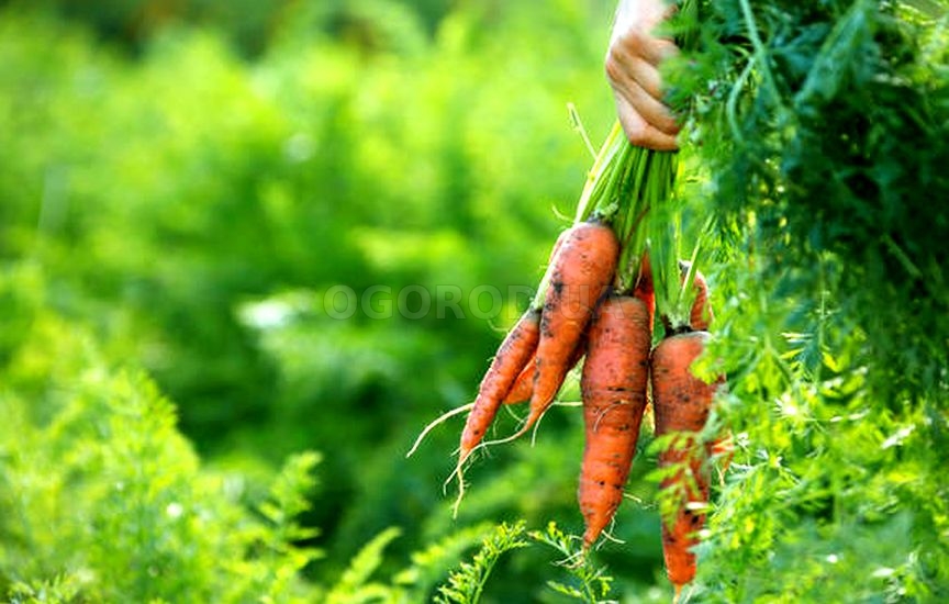 Когда можно убирать морковь?